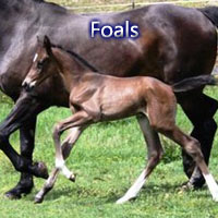 foals