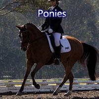 ponies